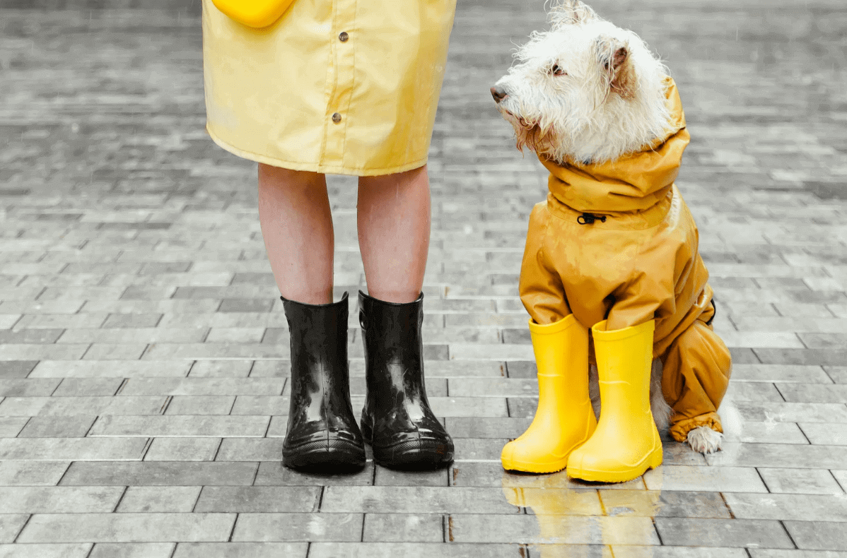 Comment coordonner de jolies tenues avec votre animal de compagnie